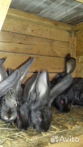 Породистые кролики французский баран 4-5 месяцев купить на Зозу.ру - фотография № 4