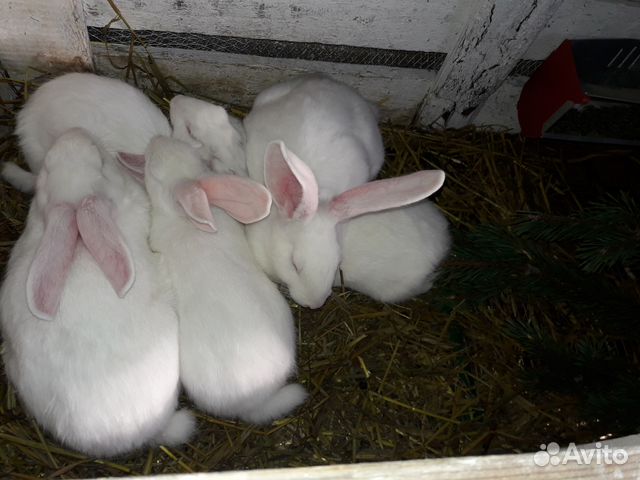 Кролики на разведение купить на Зозу.ру - фотография № 4