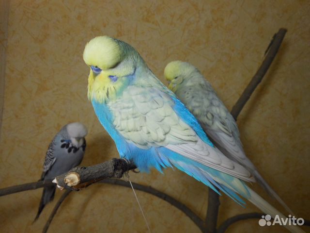 Певчие птицы-Попугаи-Амадины-Горлицы