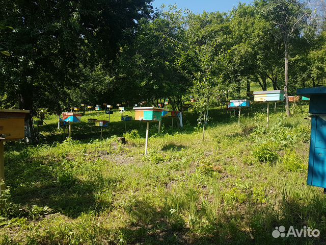 Пчеломатки Карпатской породы купить на Зозу.ру - фотография № 3