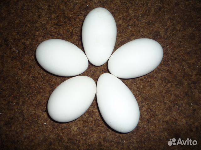 Яйцо гусиное инкубационное купить на Зозу.ру - фотография № 3