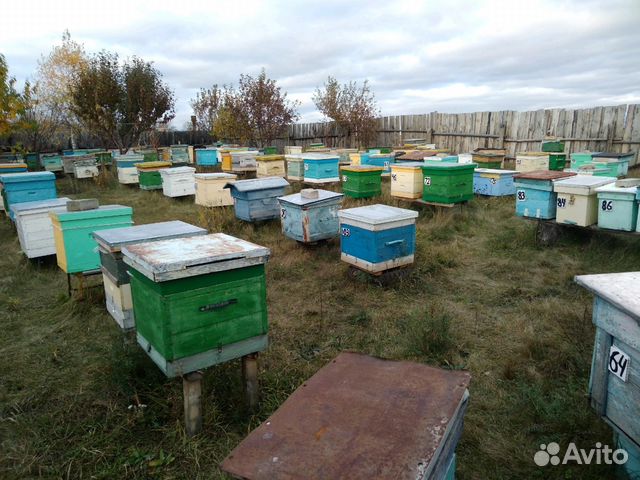 Пчелопакеты. Семьи пчел купить на Зозу.ру - фотография № 3