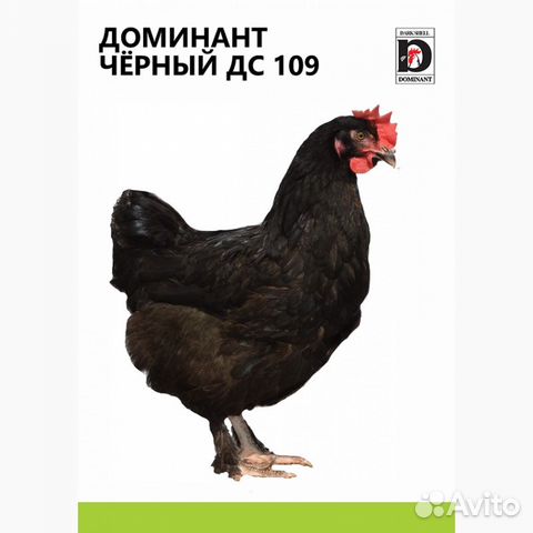 Цыплята инкубационное яйцо купить на Зозу.ру - фотография № 7