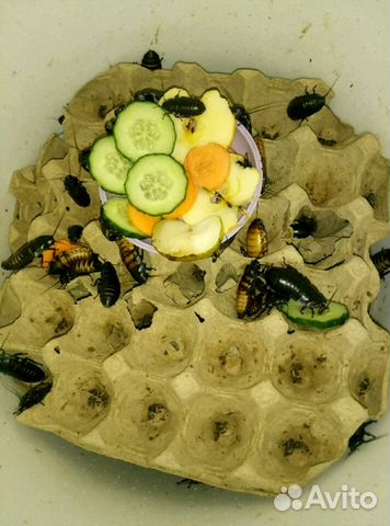 Мадагаскарский шипящий таракан купить на Зозу.ру - фотография № 1