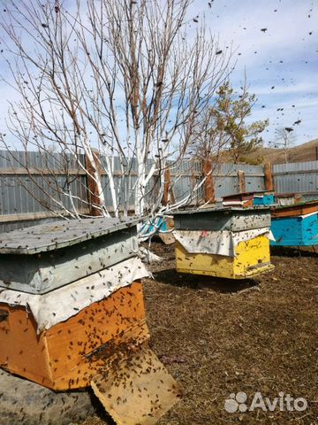 Пчёл на высадку купить на Зозу.ру - фотография № 1