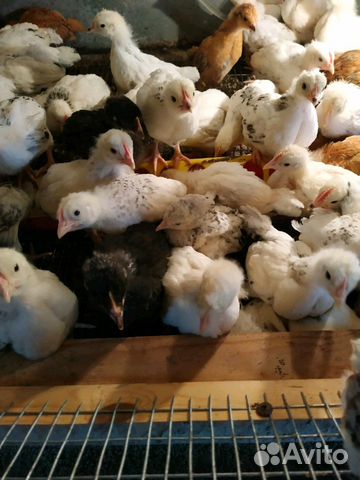 Перепела суточные и несушки,цыплята домашн купить на Зозу.ру - фотография № 1