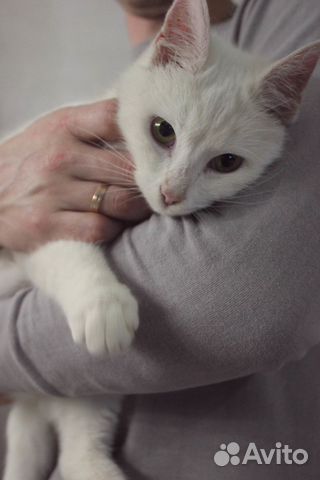 Белая кошечка ищет дом купить на Зозу.ру - фотография № 4