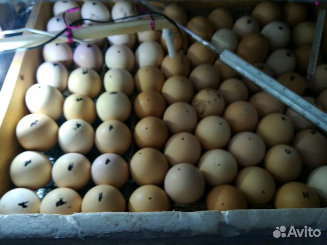 Инкубатор на 74-78 куриных яиц купить на Зозу.ру - фотография № 3