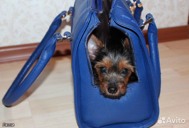 Гламурная сумка-переноска для маленькой собачки купить на Зозу.ру - фотография № 4