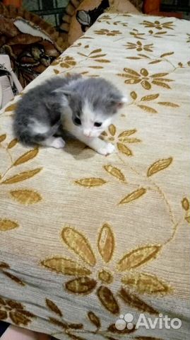 Котята возраст месяц купить на Зозу.ру - фотография № 2