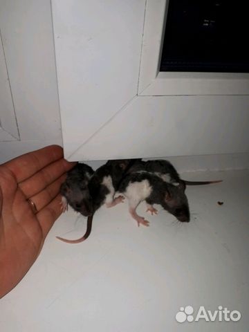 Крысята