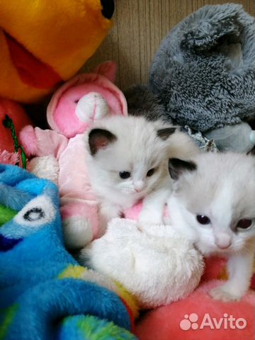 Малыши кукольные на праздники Малыши кукольные на праздники