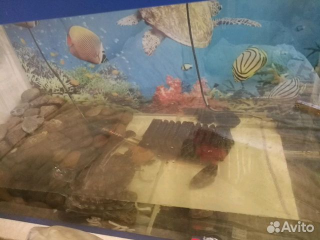 Красноухая черепаха, аквариум на 100 литров, помпа