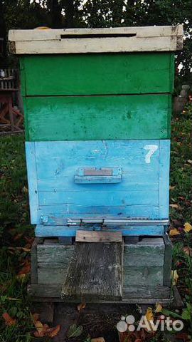 Пчелы, улья - всё для пчеловодства купить на Зозу.ру - фотография № 3