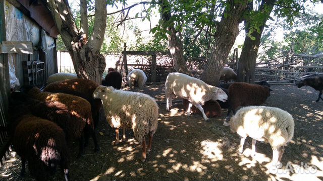Овцы бараны купить на Зозу.ру - фотография № 6