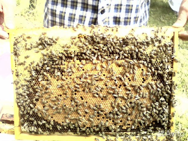 Продажа пчелопакетов купить на Зозу.ру - фотография № 4