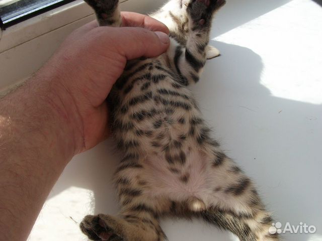 Котята леопарды мама бенгальская котята все в папу купить на Зозу.ру - фотография № 1
