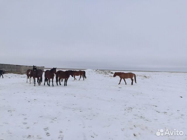 Лошади пропали купить на Зозу.ру - фотография № 3