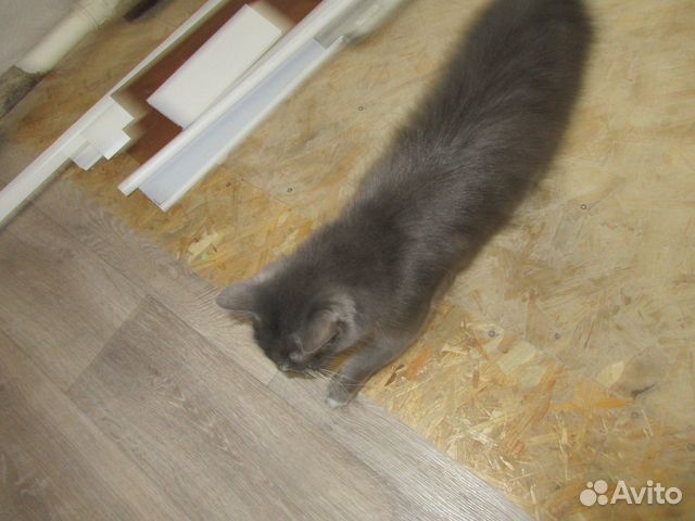 Красивая серая кошка купить на Зозу.ру - фотография № 2