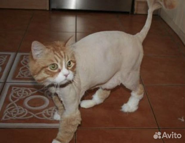 Стрижка собак и кошек