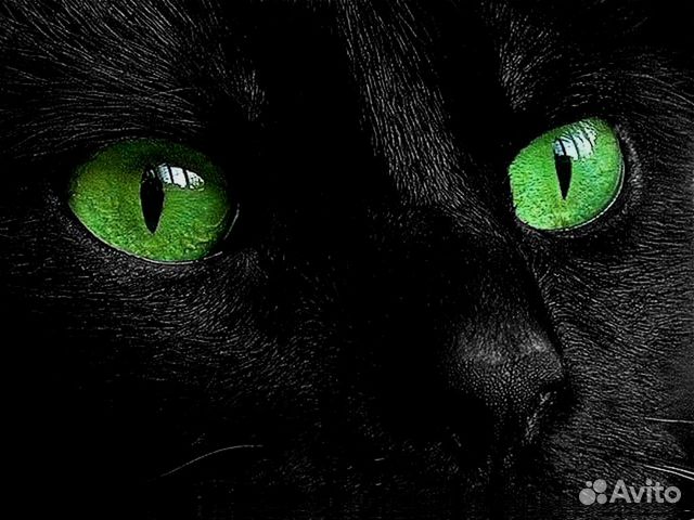 Фото Пантеры Черной Красивые С Зелеными Глазами