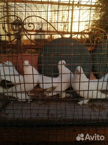 Статные голуби купить на Зозу.ру - фотография № 5