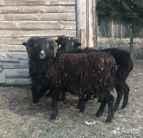 Karlikovye Francuzskie Ovcy Kupit V Sankt Peterburge Zhivotnye I Zootovary Avito