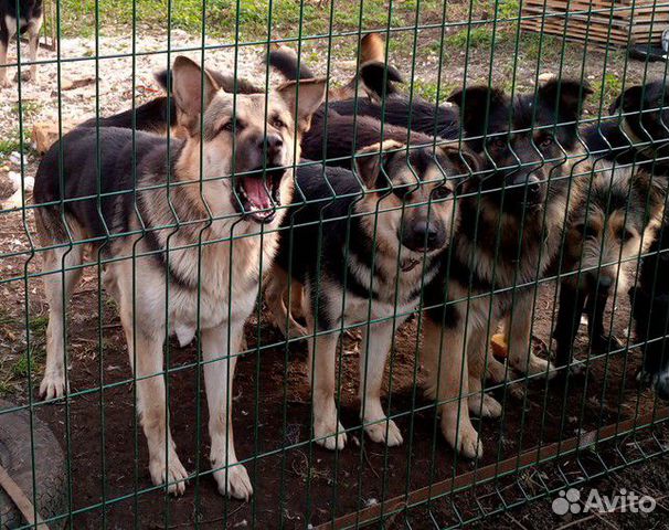Собаки подростки ищут хозяев купить на Зозу.ру - фотография № 3