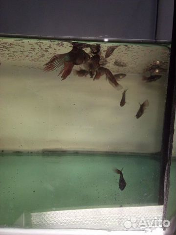 Петушок (Betta splendens) аквариумные рыбки купить на Зозу.ру - фотография № 2