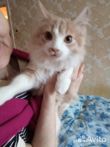 Кошечка Соня купить на Зозу.ру - фотография № 1