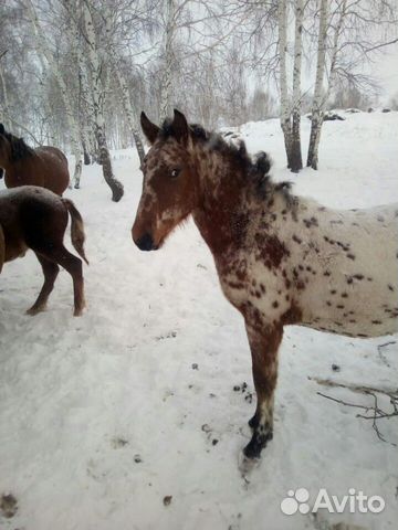 Продаю лошадей купить на Зозу.ру - фотография № 7