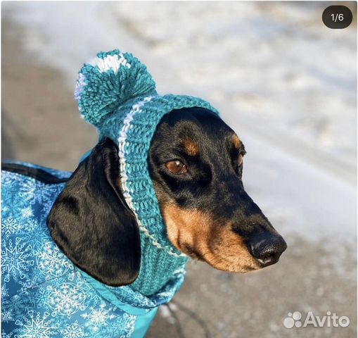 Фотографии Такса Собаки Рождество шарфе в шапке морды смотрит