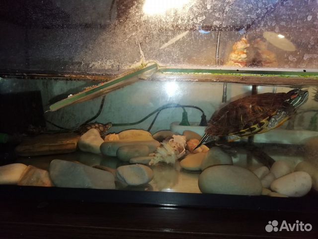 Красноухие черепахи с аквариумом купить на Зозу.ру - фотография № 7
