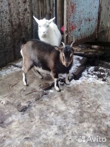Козёл И коза 7 мес купить на Зозу.ру - фотография № 1