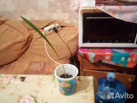 Росток финиковой пальмы Росток финиковой пальмы