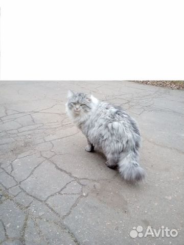 Сибирский кот - 6 лет купить на Зозу.ру - фотография № 3