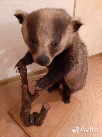 Чучело барсука