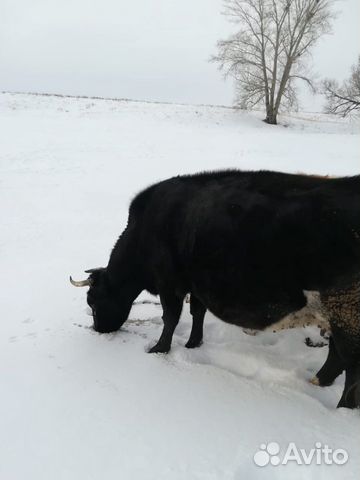 Продаются стельные коровы купить на Зозу.ру - фотография № 1