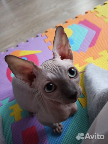 Sphynx