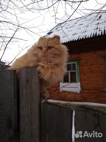 Милые котики ищут добрых хозяев купить на Зозу.ру - фотография № 3