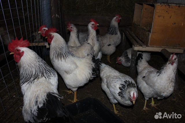 Инкубационные яйца, цыплята породистых кур купить на Зозу.ру - фотография № 1