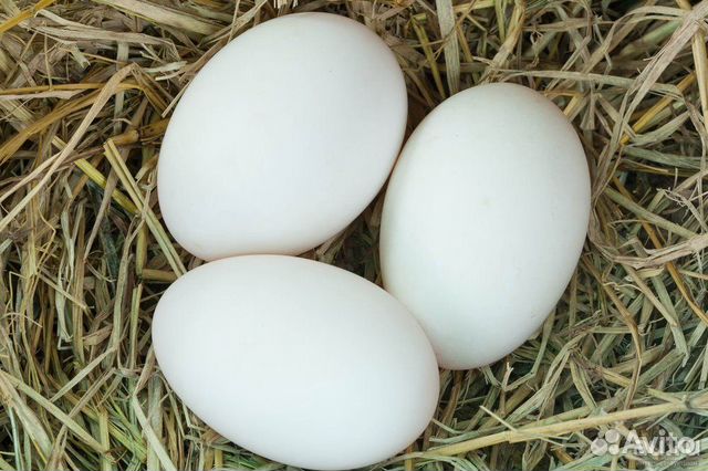 Инкубационное Гусиное яйцо купить на Зозу.ру - фотография № 1
