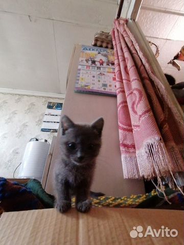 Котёнок, зовут Теша, 3,5 мес купить на Зозу.ру - фотография № 5