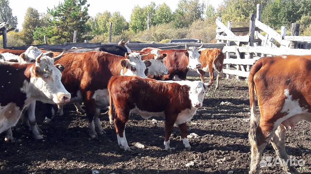 Коровы не молочные купить на Зозу.ру - фотография № 1