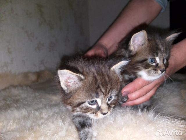Мейн-кун котята купить на Зозу.ру - фотография № 6