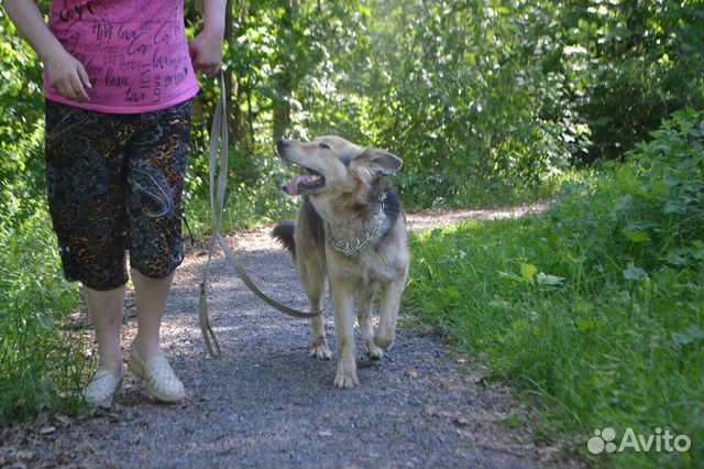 Самый красивый и добрый пес купить на Зозу.ру - фотография № 9