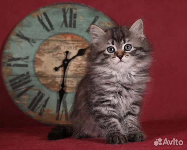 Сибирские породистые котята купить на Зозу.ру - фотография № 1