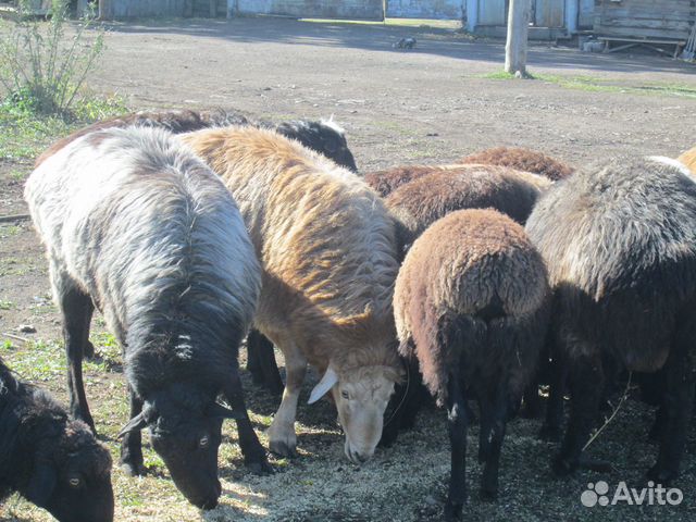 Продажа овец (валуха, о/м суягные, ярки) купить на Зозу.ру - фотография № 1