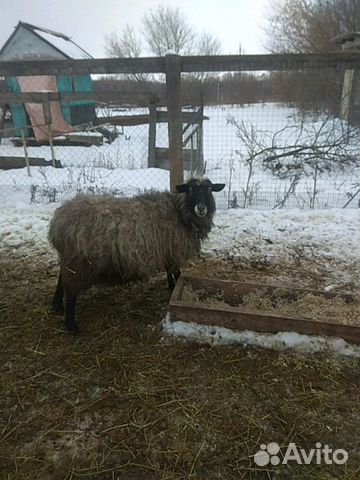 Овца с ягненком купить на Зозу.ру - фотография № 1