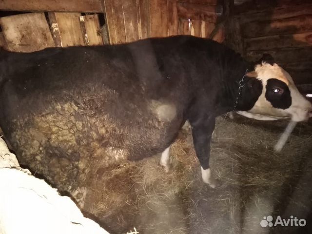 Продаём быков купить на Зозу.ру - фотография № 9